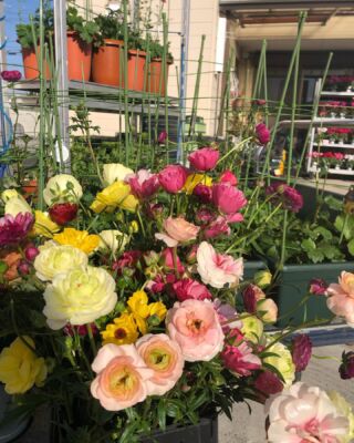 活きた花にこだわる小松島生花センター 小松島 花ギフト