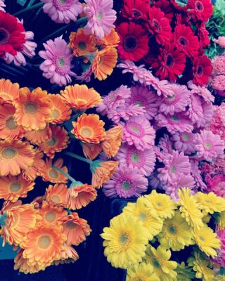 活きた花にこだわる小松島生花センター 小松島 花ギフト