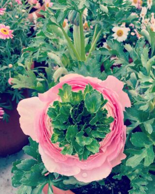 活きた花にこだわる小松島生花センター 小松島 花ギフト